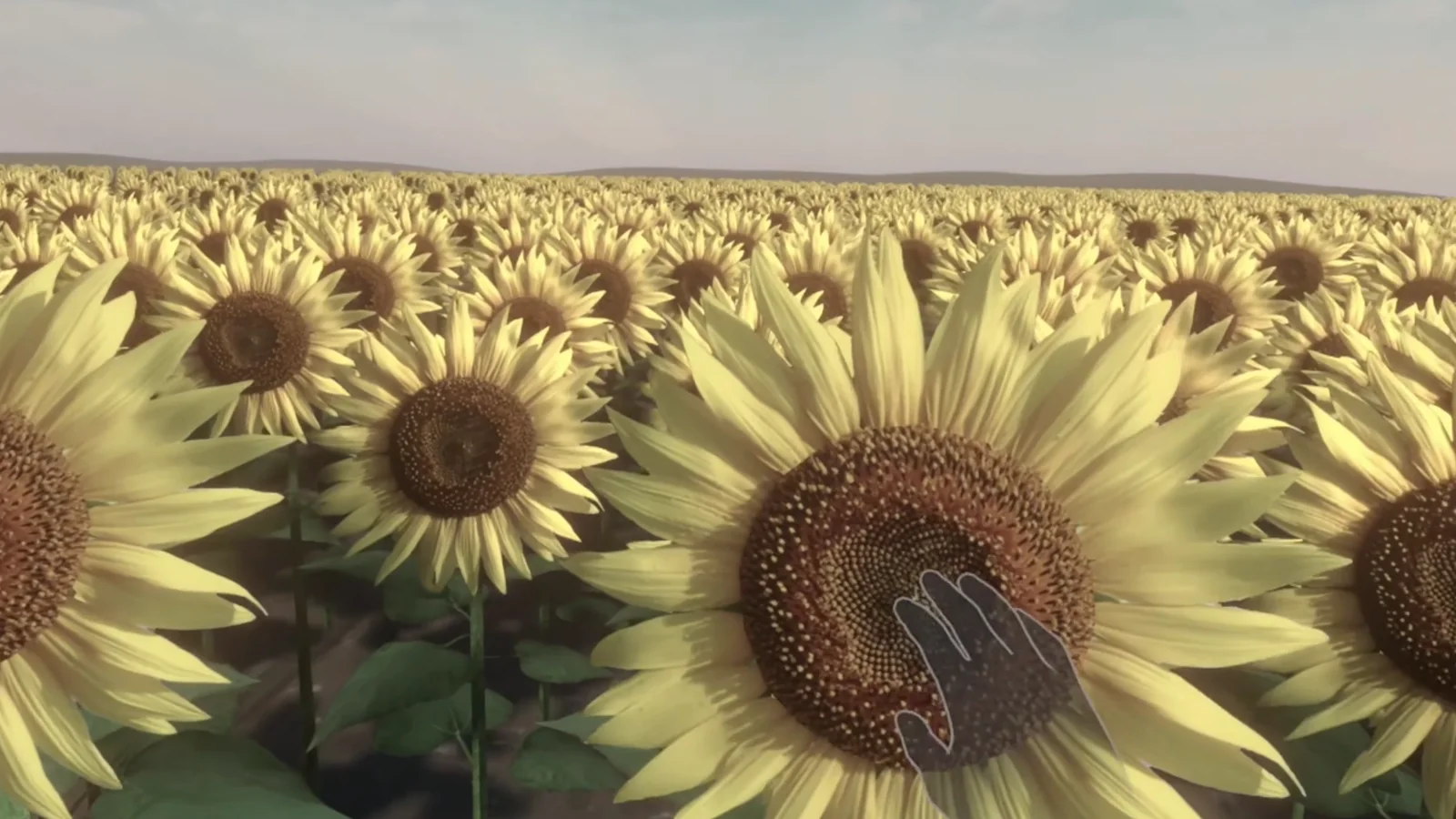 Campo de girasoles virtual de la experiencia de realidad mixta de Carmona, con la mano del visitante tocando una flor